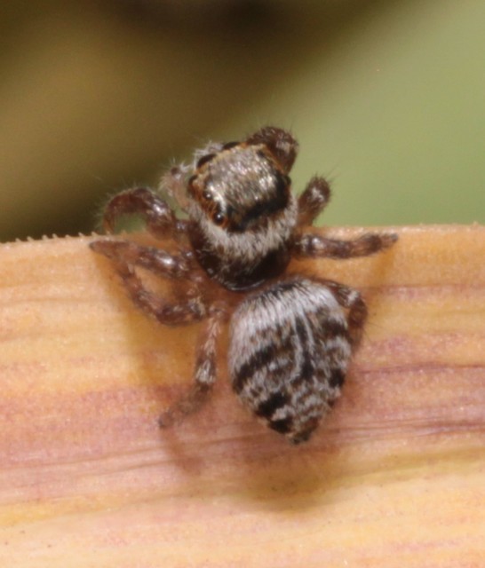 Evarcha