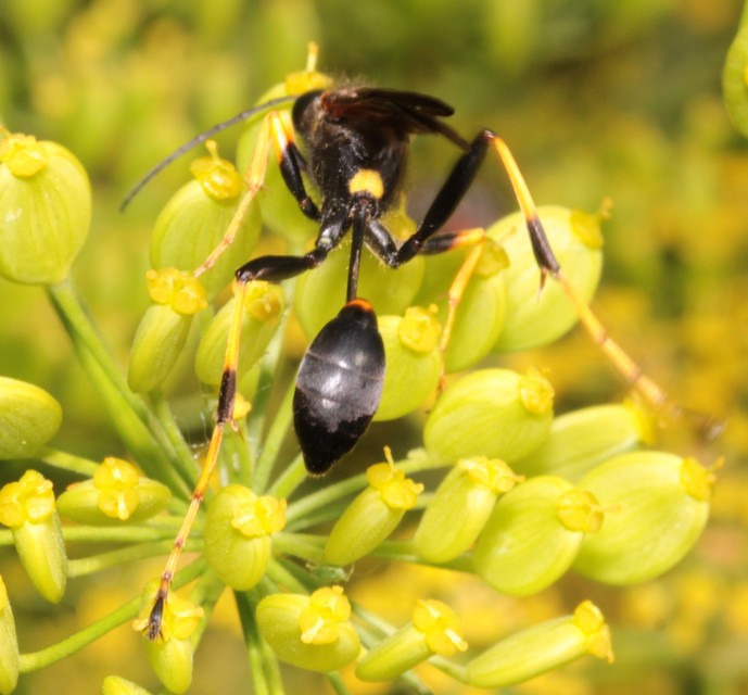 Sceliphron caementarium - feketenyelű lopódarázs