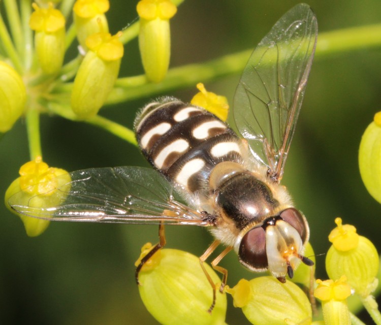 Scaeva pyrastri - gyakori nagyhomlokúlégy