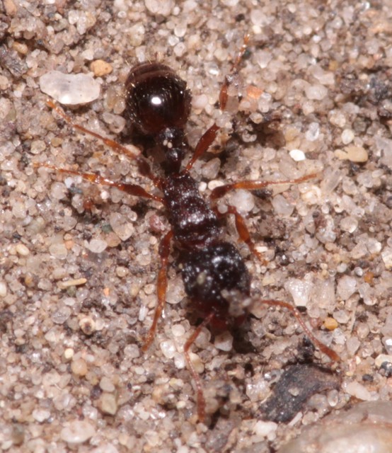 Tetramorium