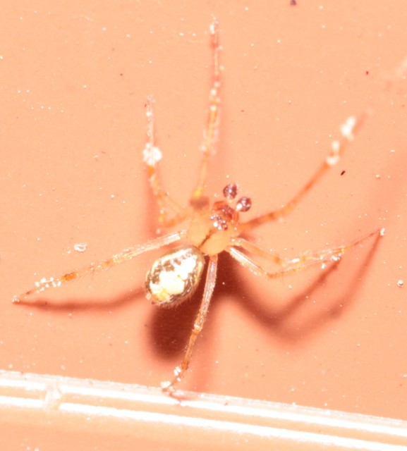 Theridion varians - változó törpepók