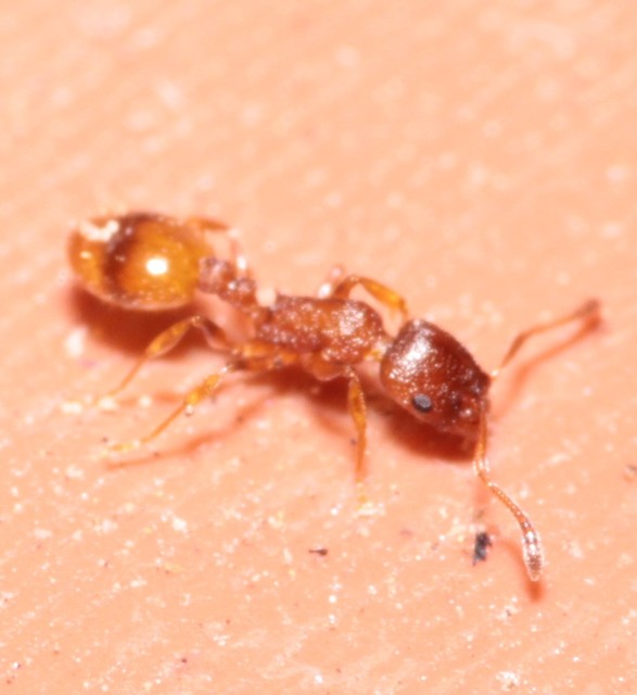 Temnothorax unifasciatus - gyűrűs kéreghangya