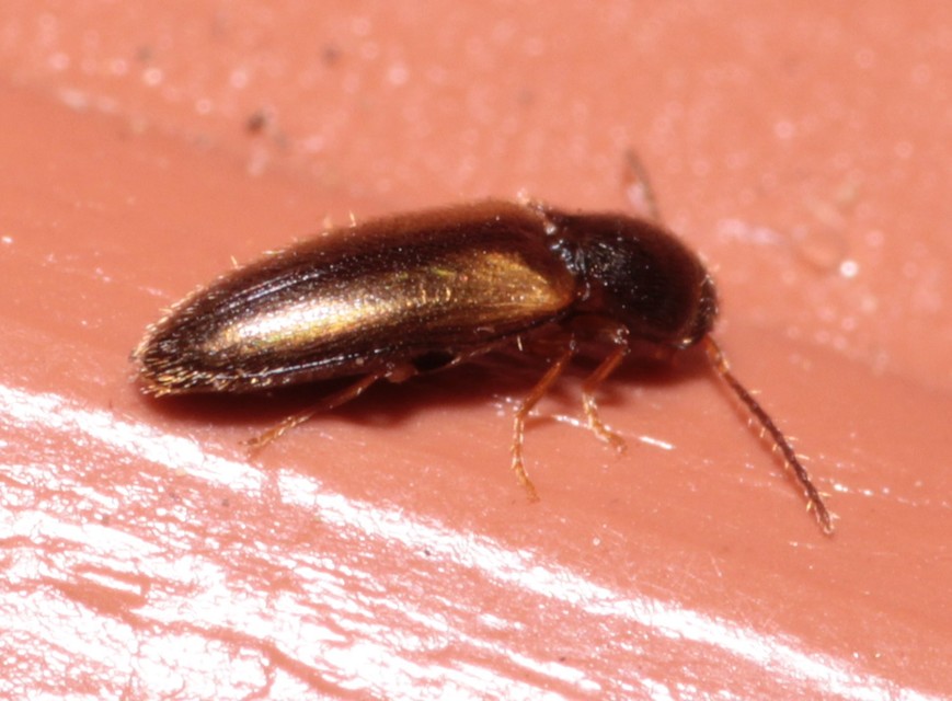 Adrastus