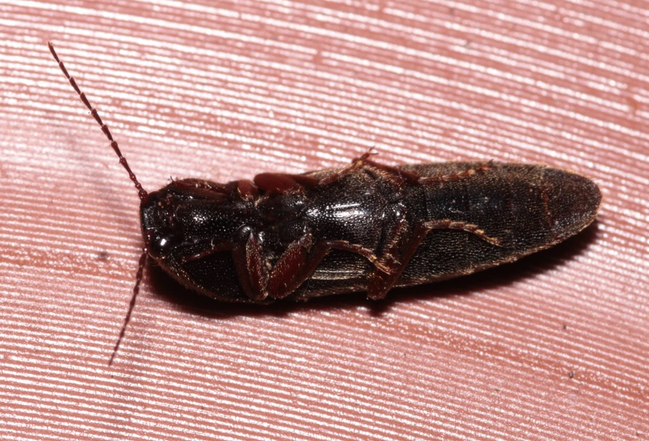 Melanotus