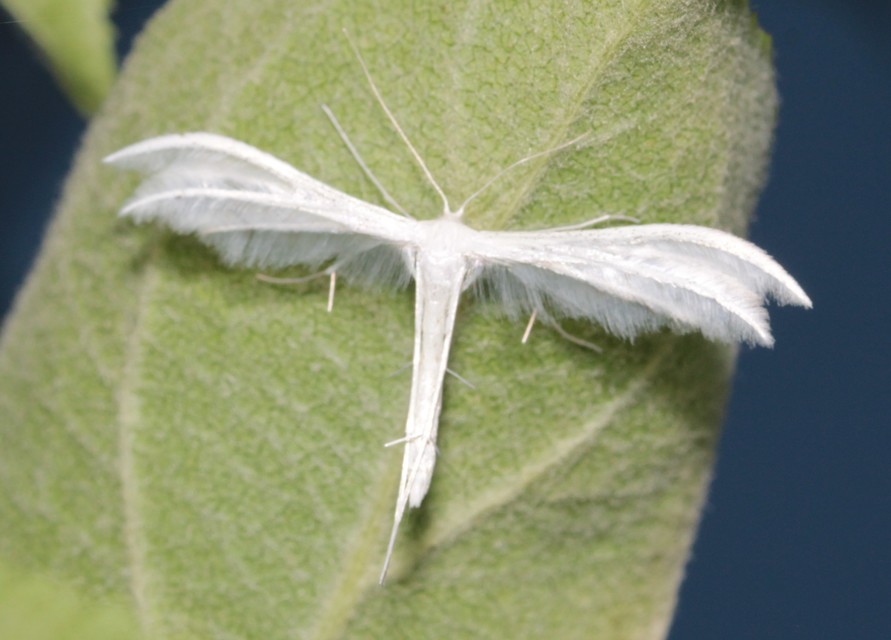 Pterophorus pentadactyla - fehér tollasmoly