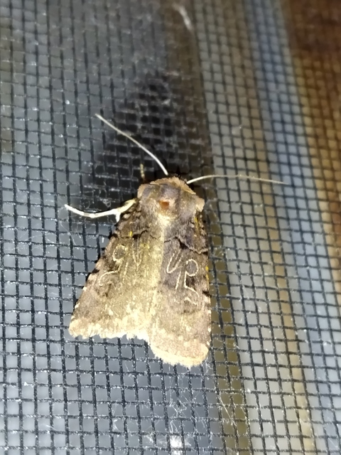 Chersotis rectangula - barna földibagoly