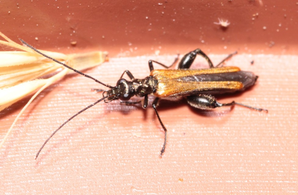 Oedemera femorata - sárgahátú álcincér