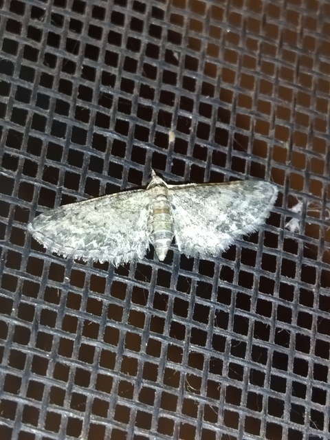 Eupithecia inturbata - juhar-törpearaszoló