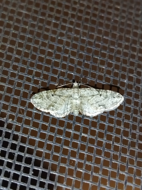 Eupithecia pusillata - lucfenyő-törpearaszoló