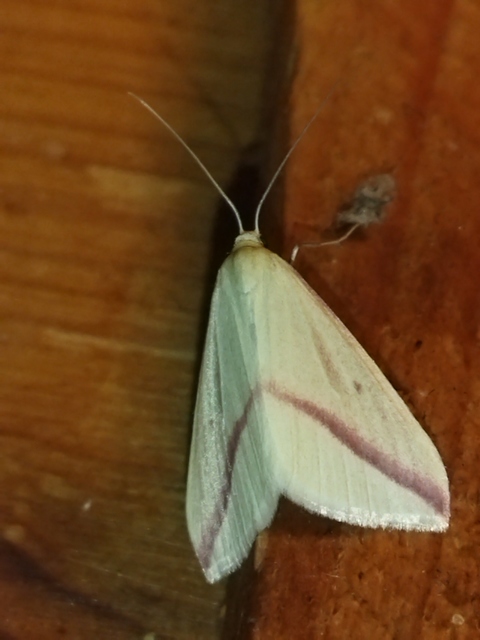 Rhodometra sacraria - rózsacsíkos araszoló