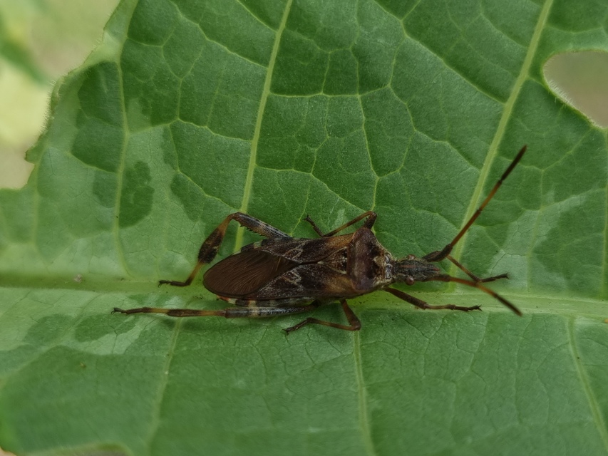 Leptoglossus occidentalis - nyugati levéllábú poloska