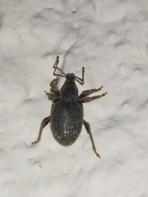 Otiorhynchus rugosostriatus - szamóca-gyalogormányos