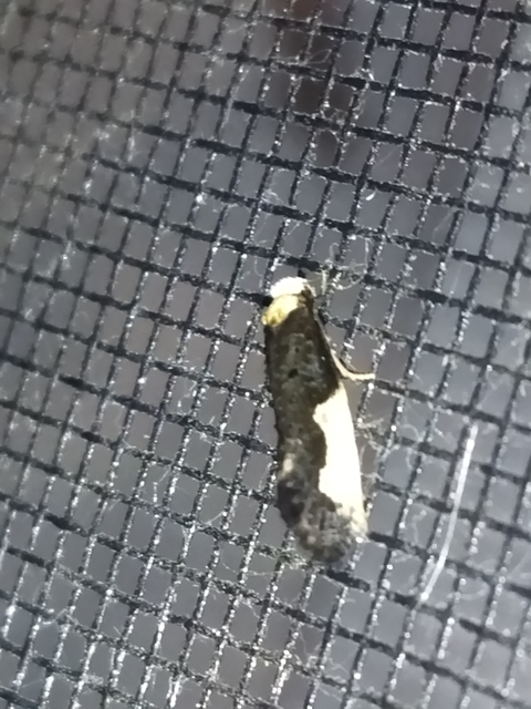 Monopis monachella - apácamoly