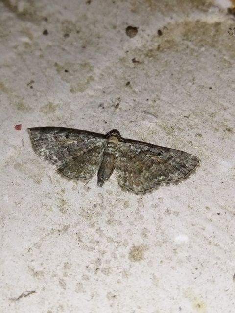 Eupithecia icterata - rozsdafoltos törpearaszoló