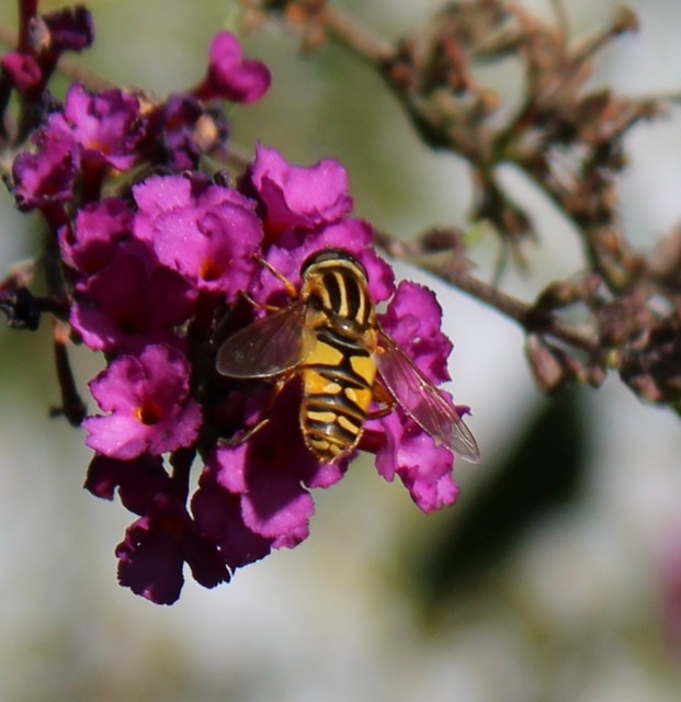 Helophilus pendulus - közönséges mocsárilégy