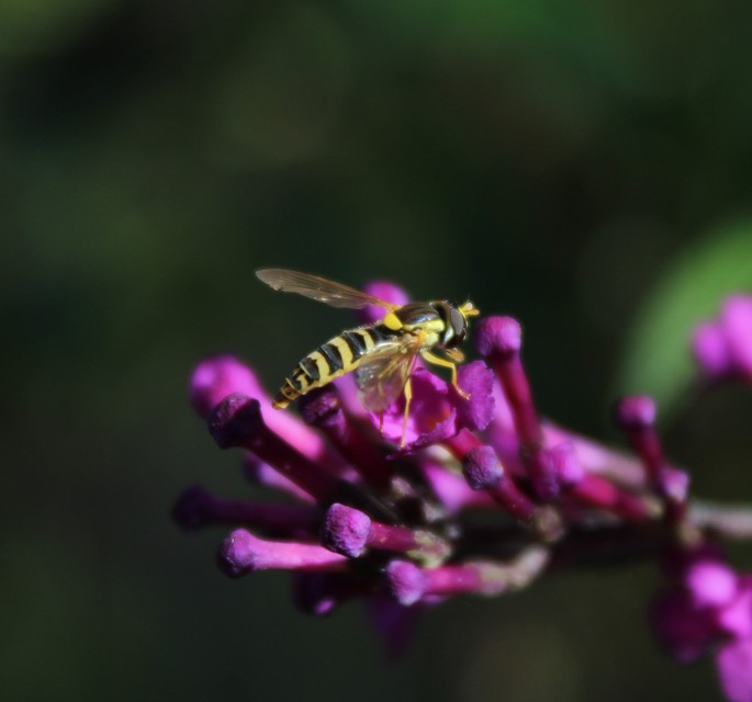 Sphaerophoria