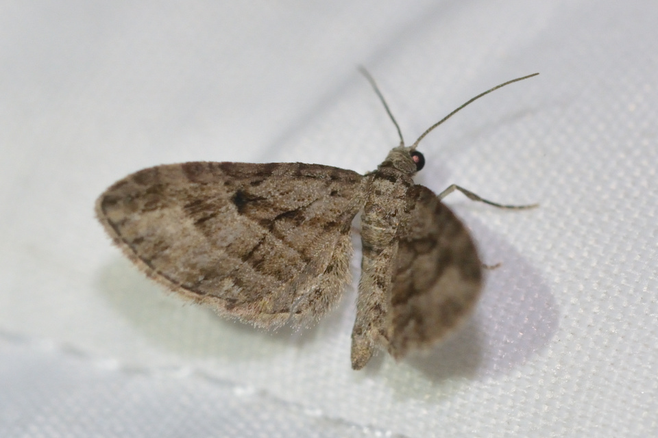 Eupithecia ericeata - feketefenyő-törpearaszoló