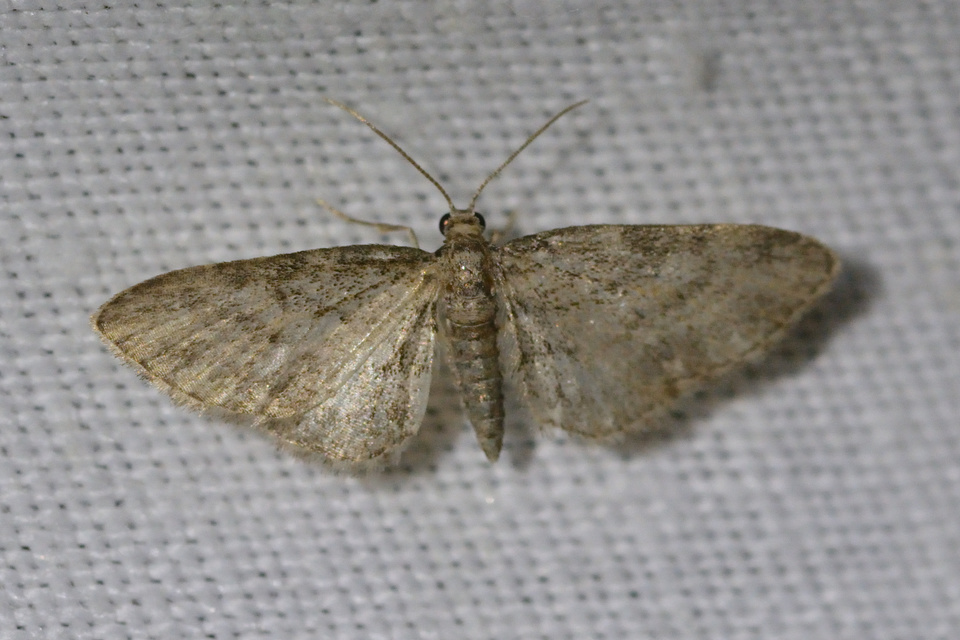 Eupithecia inturbata - juhar-törpearaszoló