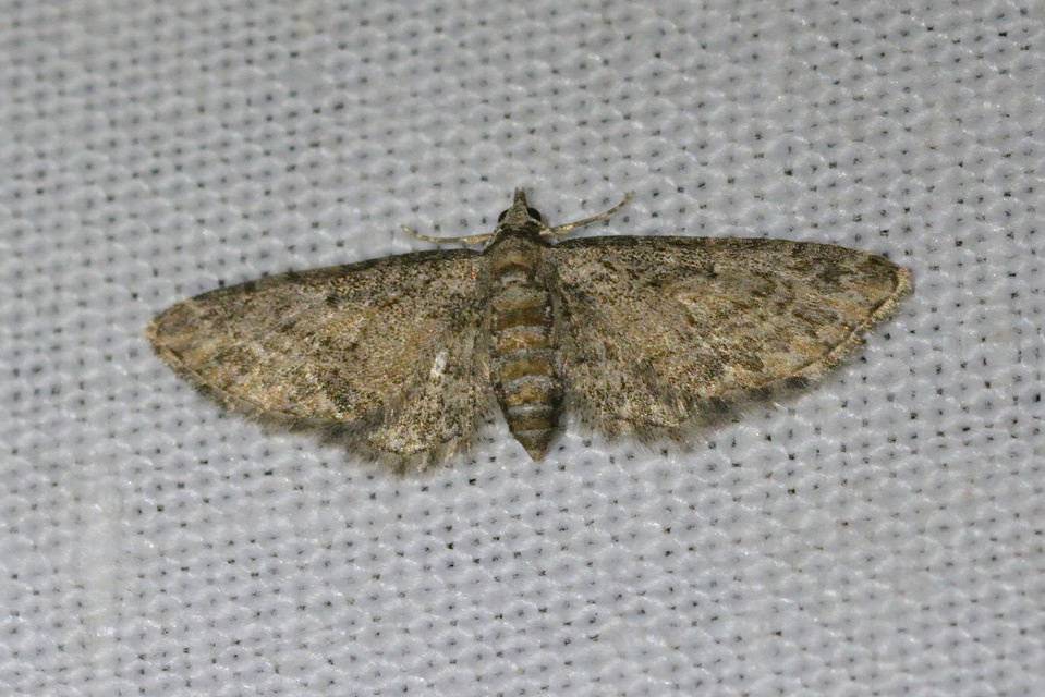 Eupithecia inturbata - juhar-törpearaszoló