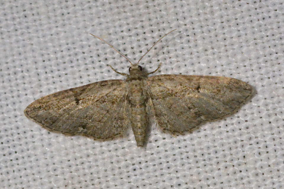 Eupithecia ericeata - feketefenyő-törpearaszoló
