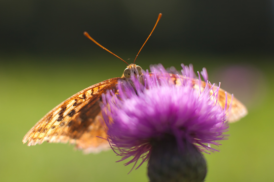 Argynnis pandora - zöldes gyöngyházlepke