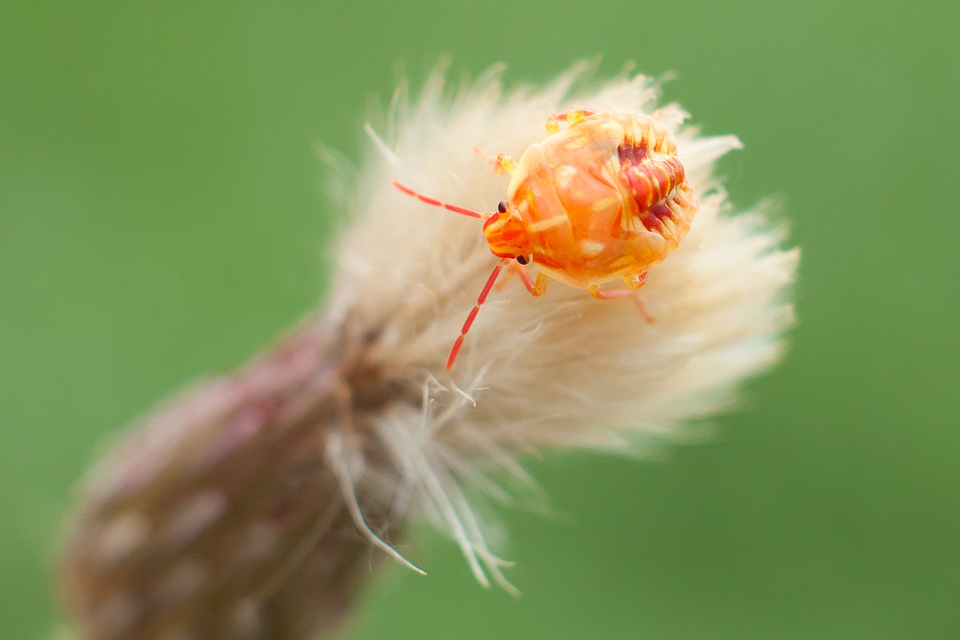 Carpocoris