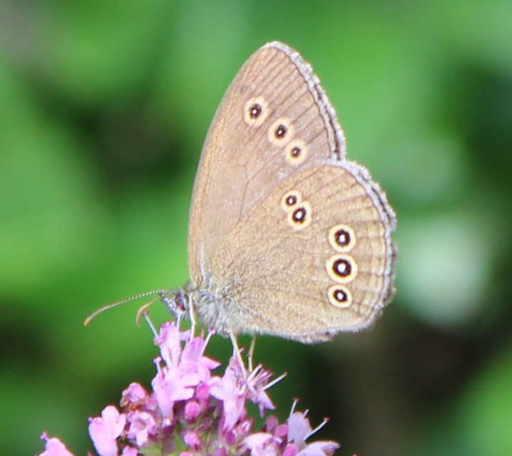Aphantopus hyperanthus - közönséges ökörszemlepke