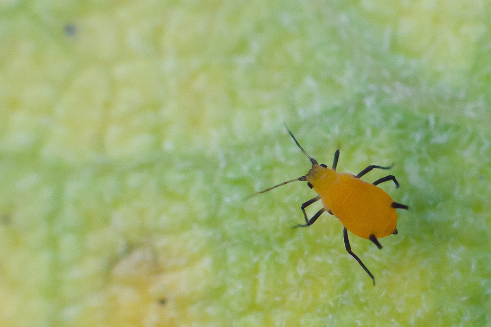 Aphididae - valódi levéltetvek