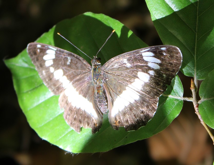 Limenitis camilla - kis lonclepke