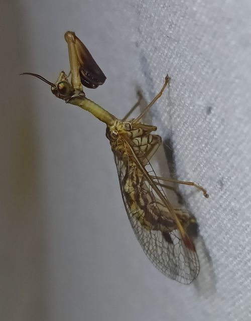 Mantispa styriaca - kétszínű fogólábú-fátyolka