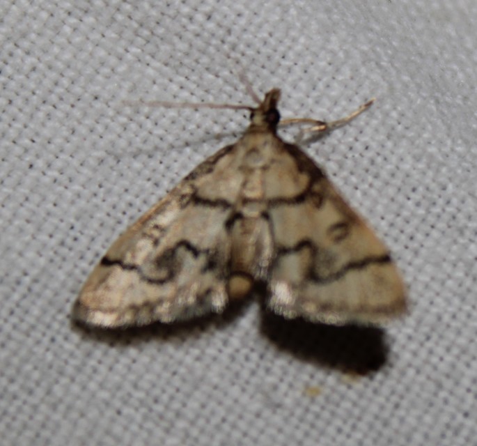 Metasia ophialis - kígyósávos tűzmoly