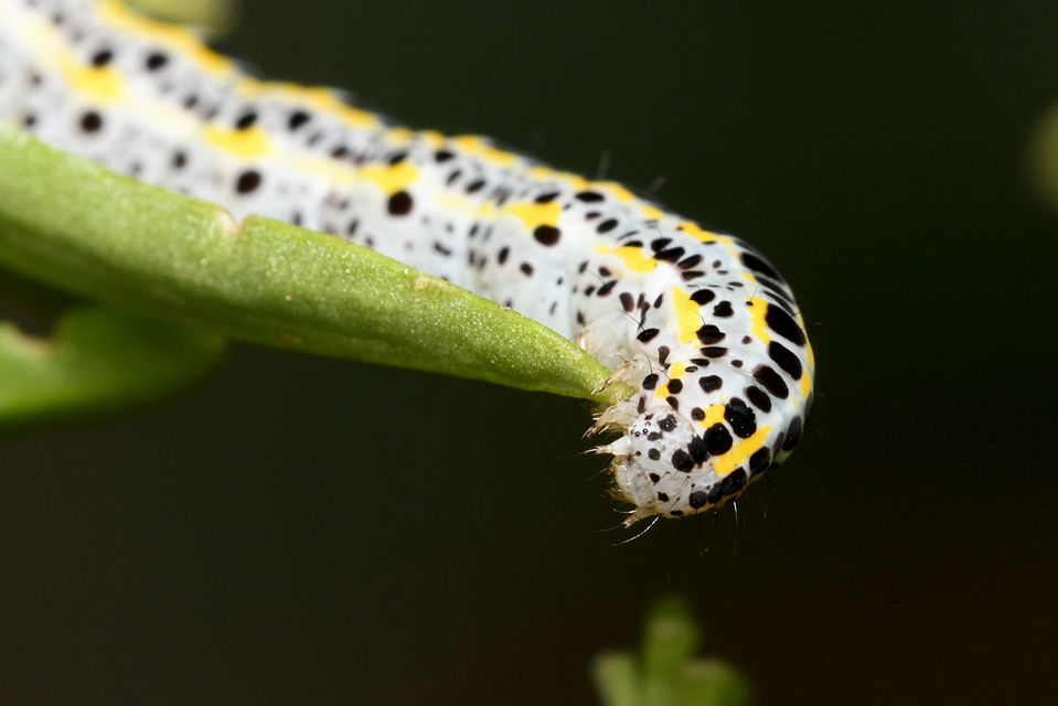 Calophasia