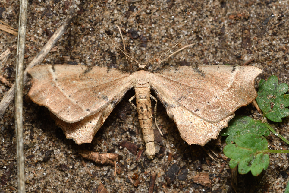 Artiora evonymaria - kecskerágó-araszoló
