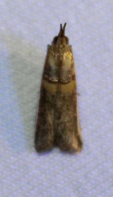 Etiella zinckenella - akácmoly
