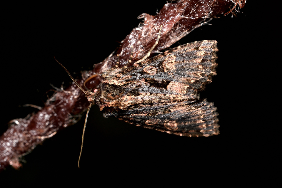 Blepharita satura - őszi porfírbagoly