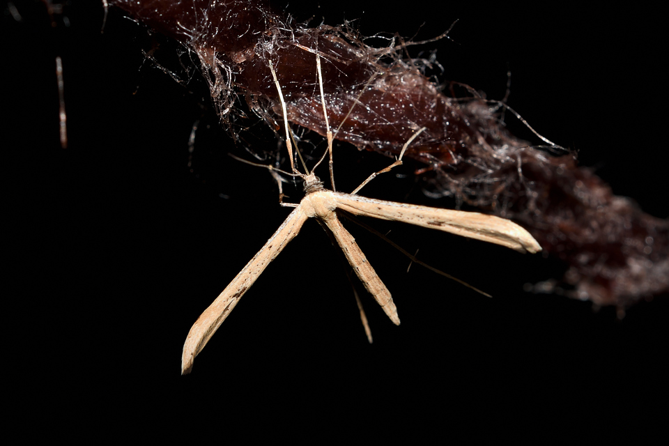 Emmelina monodactyla/argoteles