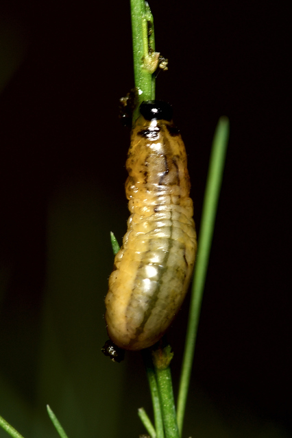 Crioceris