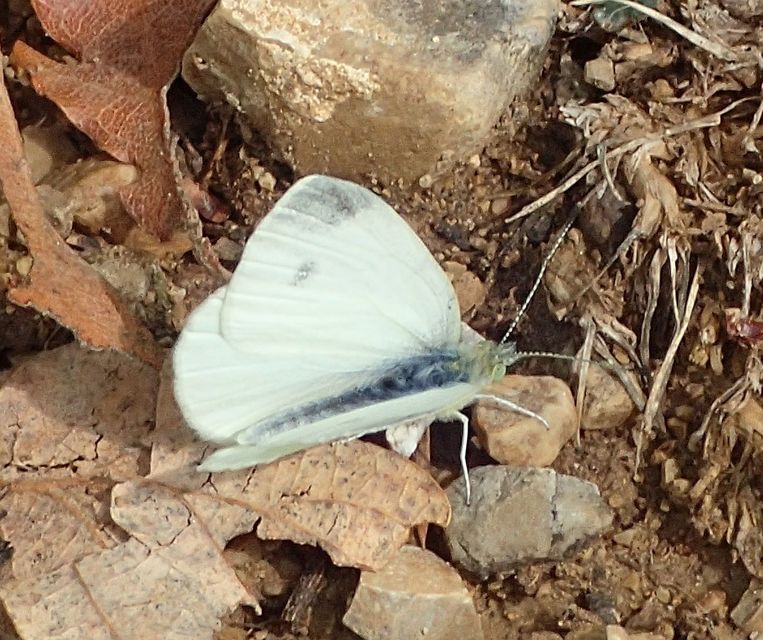 Pieris ergane - sziklai fehérlepke