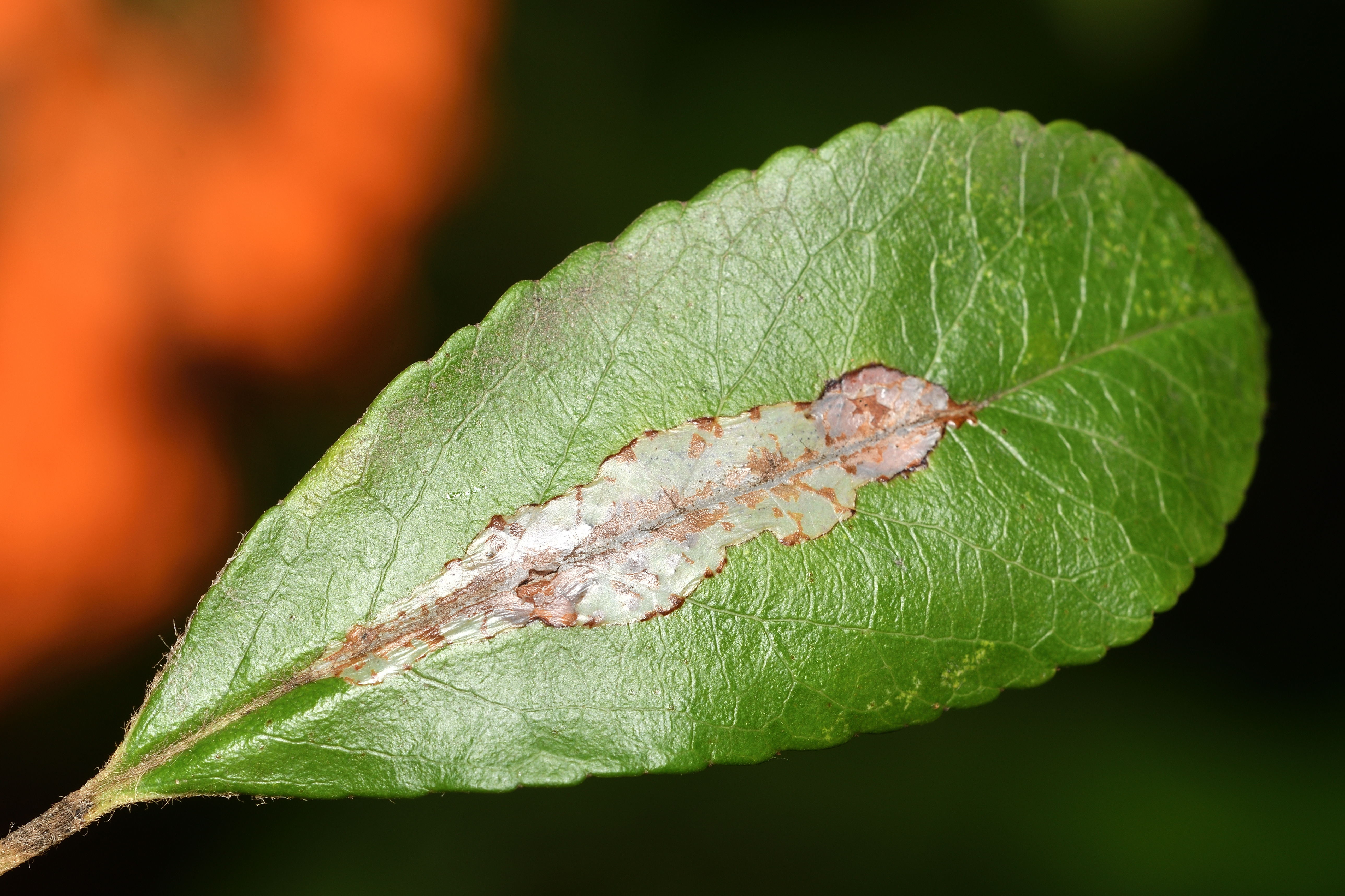 Phyllonorycter leucographella - tűztövis-sátorosmoly