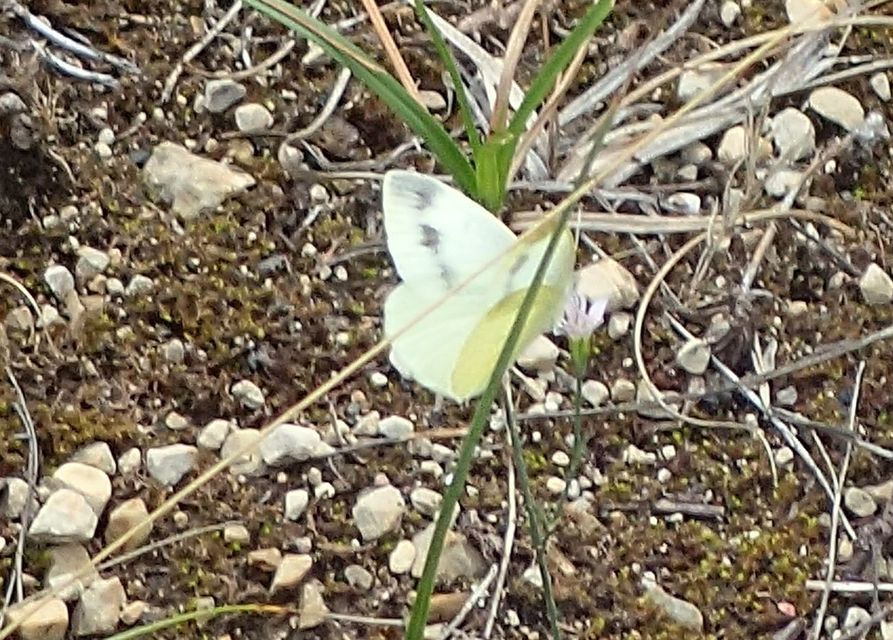 Pieris ergane - sziklai fehérlepke