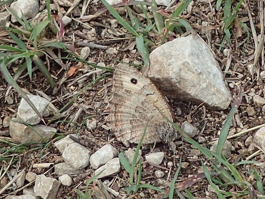Arethusana arethusa - közönséges szemeslepke