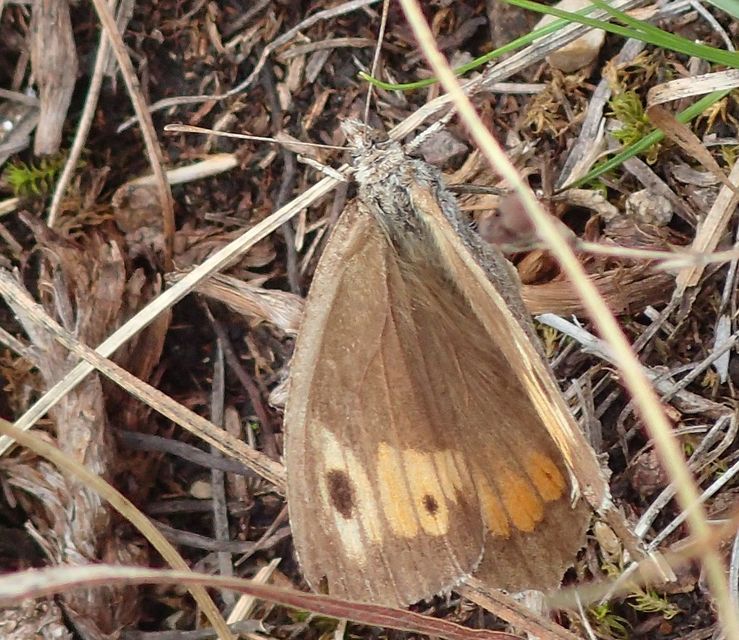 Arethusana arethusa - közönséges szemeslepke