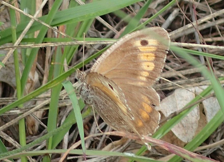 Arethusana arethusa - közönséges szemeslepke