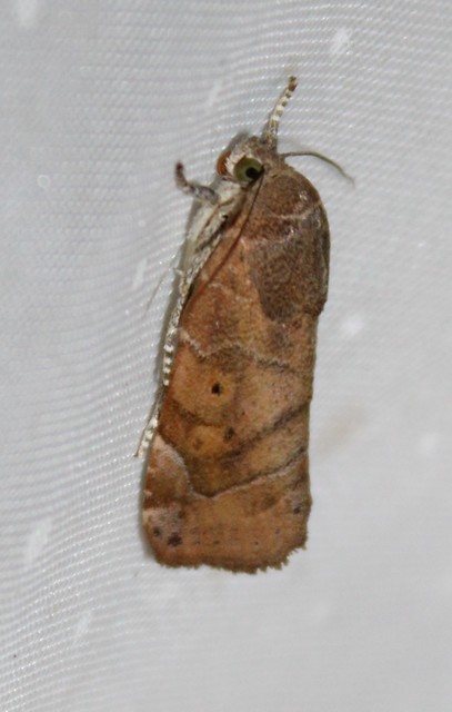Cosmia affinis - barna lombbagoly