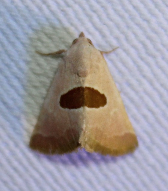 Calymma communimacula - pajzstetűfaló bagoly