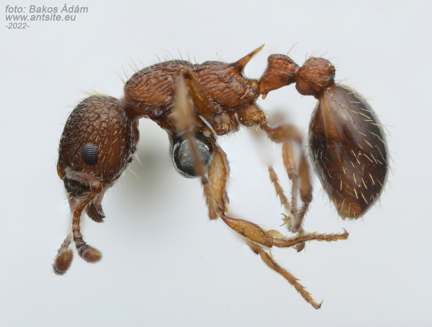 Myrmica specioides - pusztai bütyköshangya