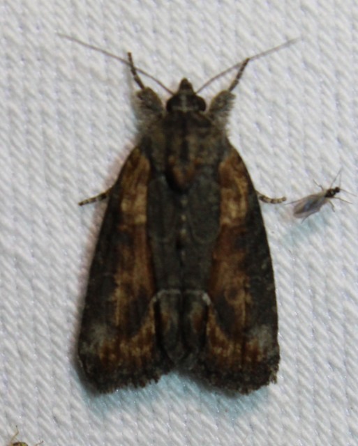 Bryophila raptricula/felina
