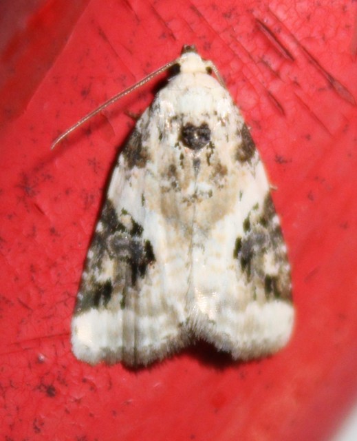 Pseudeustrotia candidula - fehéres apróbagoly