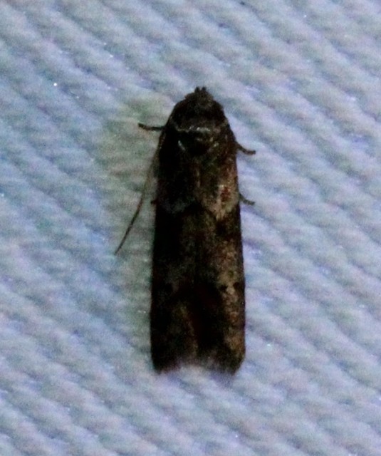Blastobasis