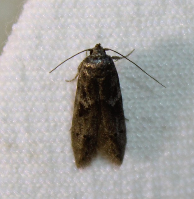 Blastobasis